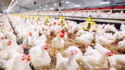 أسعار الدواجن اليوم الاثنين 6-1-2025