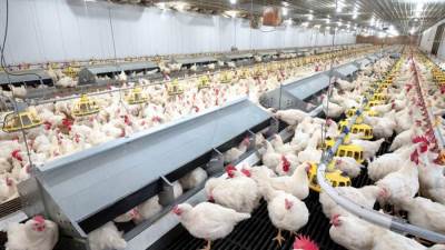 أسعار الدواجن اليوم الأربعاء 22-1-2025