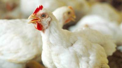 أسعار الدواجن اليوم الأربعاء 5-2-2025