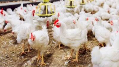 أسعار الدواجن اليوم الاثنين 24-2-2025