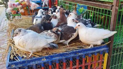 أسعار الدواجن اليوم الأربعاء 12-3-2025.. الحمام الجوز بـ 280 جنيها