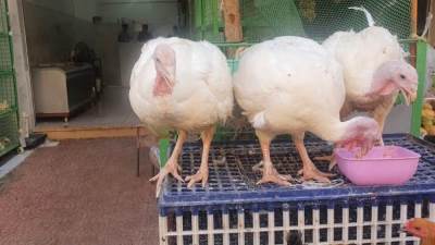 أسعار الدواجن اليوم الخميس 20-3-2025