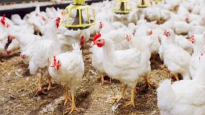 أسعار الدواجن اليوم  الأحد 13-4-2025