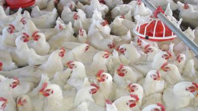 أسعار الدواجن اليوم الأربعاء 16-4-2025