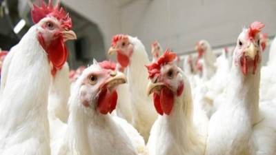 أسعار الدواجن اليوم الخميس 17-4-2025