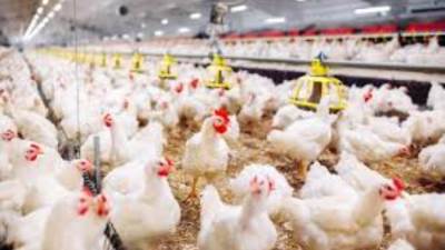 أسعار الدواجن اليوم الأحد 1-6-2025