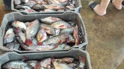 أسعار الأسماك والجمبري في الأسواق المصرية اليوم الأحد 20-7-2025