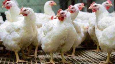  أسعار الدواجن اليوم الاثنين 21-7-2025