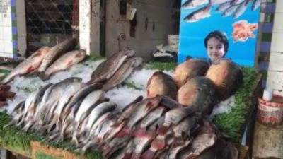 أسعار الأسماك والجمبري في الأسواق المصرية اليوم الأحد 27-7-2025