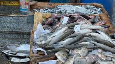 أسعار الأسماك والجمبري في الأسواق المصرية اليوم الأربعاء 30-7-2025