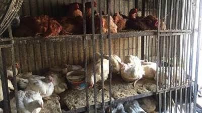 أسعار الدواجن اليوم الخميس 31-7-2025