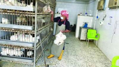 أسعار الدواجن اليوم الثلاثاء 12-8-2025