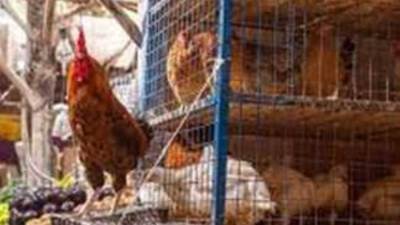 أسعار الدواجن اليوم الاثنين 25-8-2025