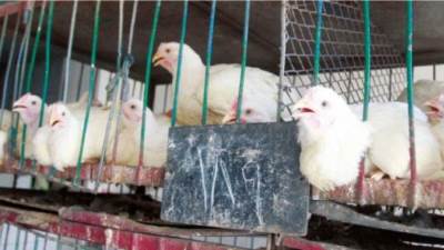 أسعار الدواجن اليوم الأربعاء 27-8-2025