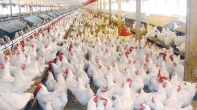  أسعار الدواجن اليوم الخميس 25-9-2025