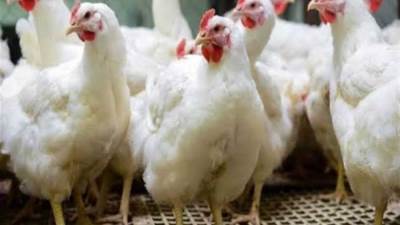 أسعار الدواجن بداية تعاملات اليوم الأحد 5-10-2025