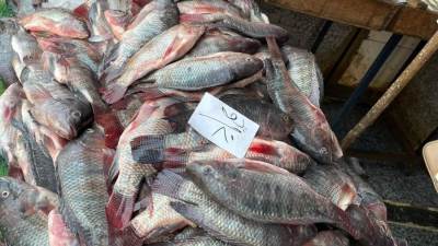 أسعار الأسماك والجمبري في الأسواق المصرية اليوم الخميس 13-11-2025