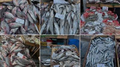 أسعار الأسماك والجمبري في الأسواق المصرية اليوم الخميس 20-11-2025