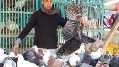 أسعار الدواجن اليوم الأربعاء 24-12-2025