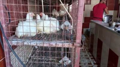 أسعار الدواجن اليوم الخميس 25-12-2025