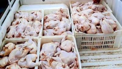 أسعار الدواجن اليوم الخميس 15-1-2026.. الوراك بـ 80 جنيها 