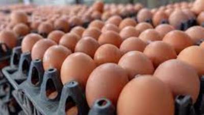 أسعار البيض اليوم الثلاثاء 20-1-2026