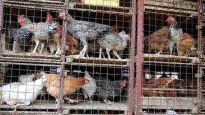 أسعار الدواجن اليوم الأحد 25-1-2026