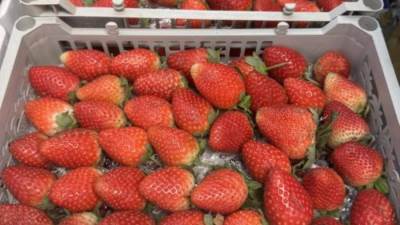 ارتفاع أسعار الفاكهة الخميس 19-2-2026 أول يوم رمضان.. الفراولة بـ 25 جنيها