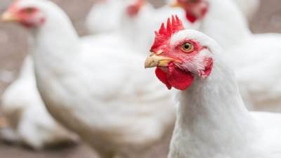  أسعار الدواجن اليوم الخميس 26-3-2026