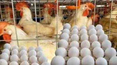 أسعار الدواجن والبيض خلال تعاملات اليوم الأربعاء 5-8-2026