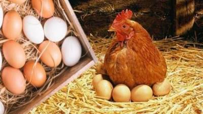 أسعار الدواجن والبيض خلال تعاملات اليوم الأحد 23-8-2026
