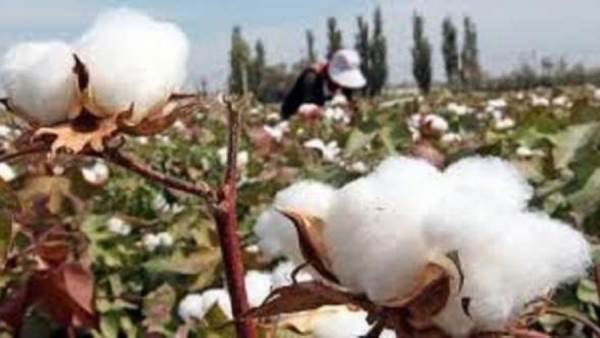 القطن