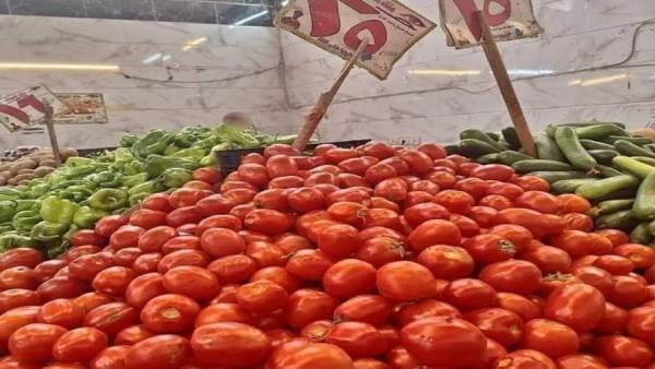 الطماطم