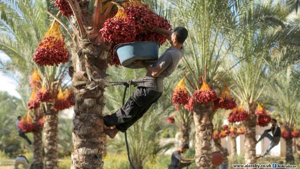 إنتاج التمور