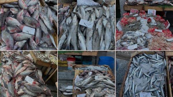 الأسماك والجمبري