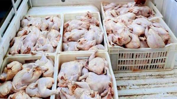 وراك الدواجن