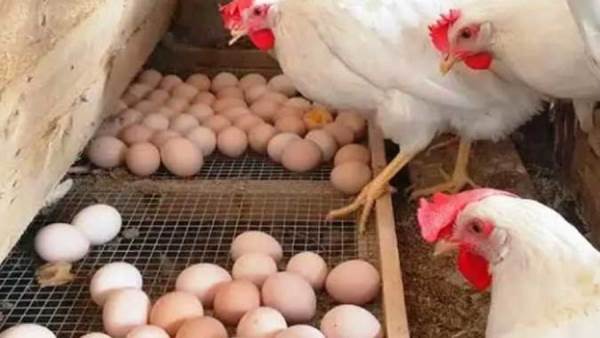 الدواجن والبيض