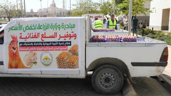 عربيات البيض التابعة لوزارة الزراعة